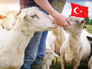 YURT İÇİ AKİKA